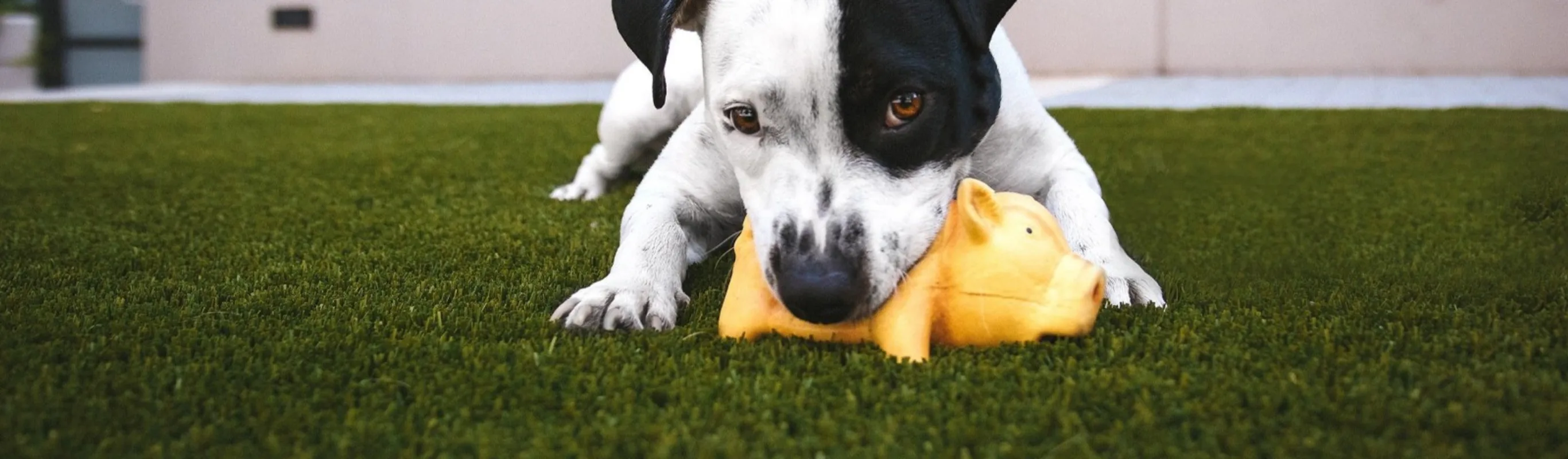 Dog playing with toy